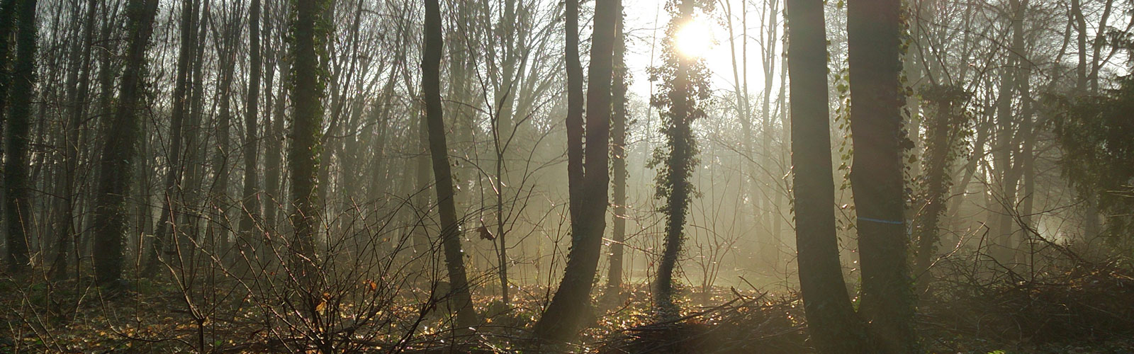Herbstimpression, der Wald im Sonnenschein &copy; Kirchhof St. Barthlomäus