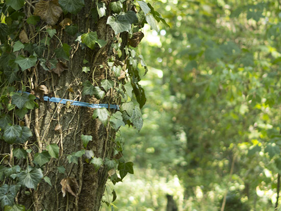 Baum mit blauem Band