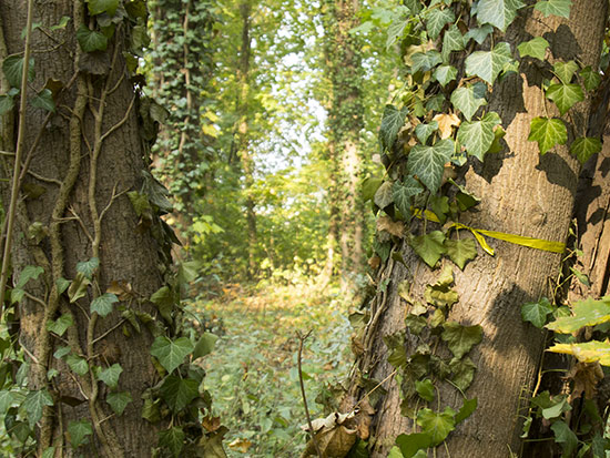 Baum mit gelbem Band