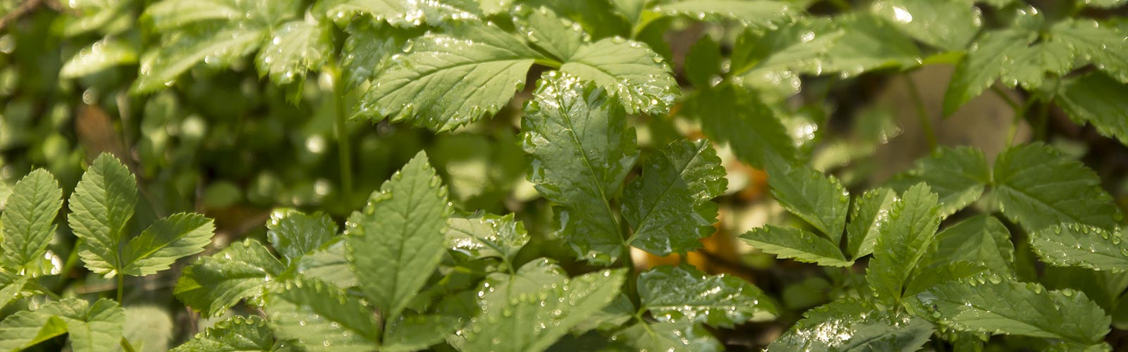 Bätterwerk taubenetzt &copy; H. Wächter