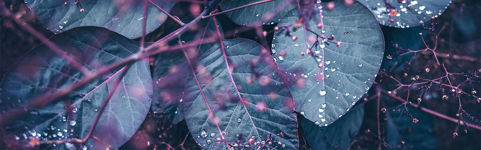 Blätter und Tropfen &copy: Jill Dimond/Unsplash.com