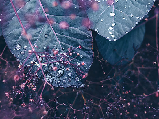 Blätter und Tropfen &copy: Jill Dimond/Unsplash.com