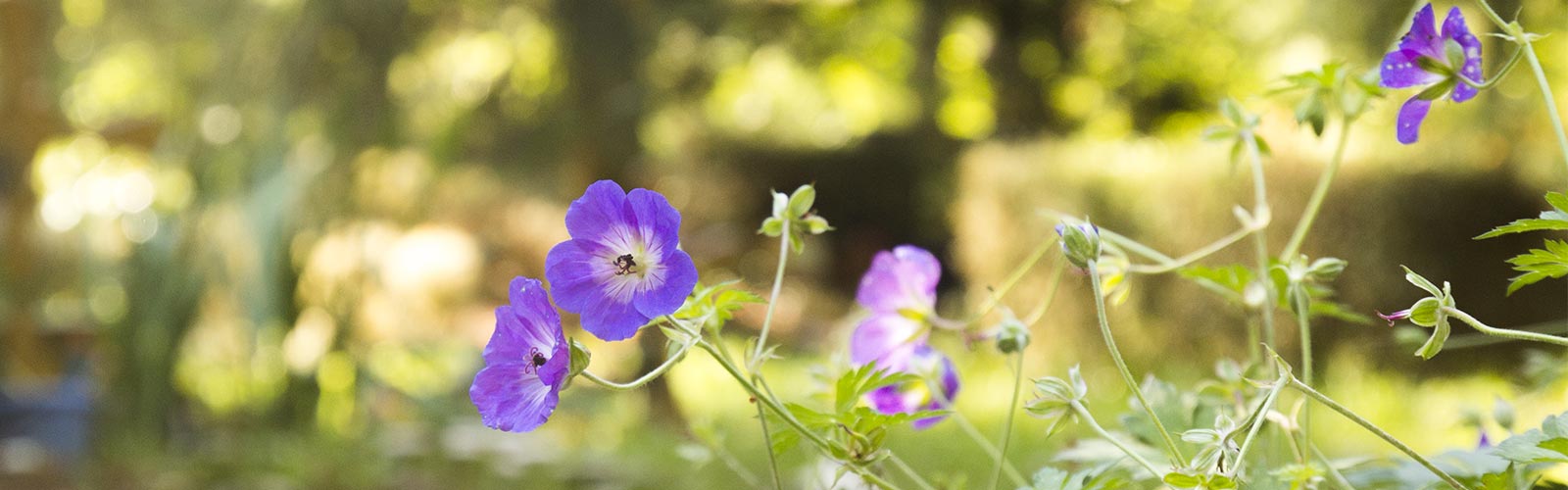 Stauden &copy; H.Wächter