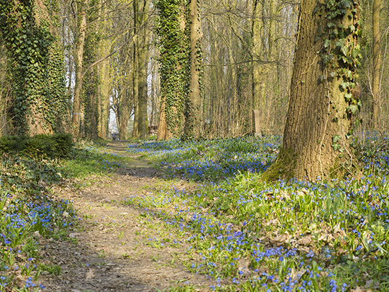 Der Wald im April &copy; H. Wächter