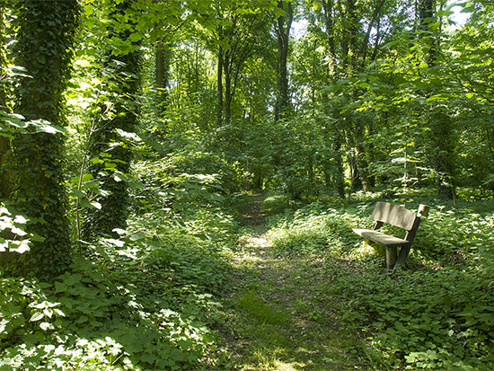 Der Naturwald im Sommer &copy; H. Wächter