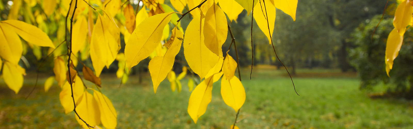 Herbstimpression &copy; H. Wächter