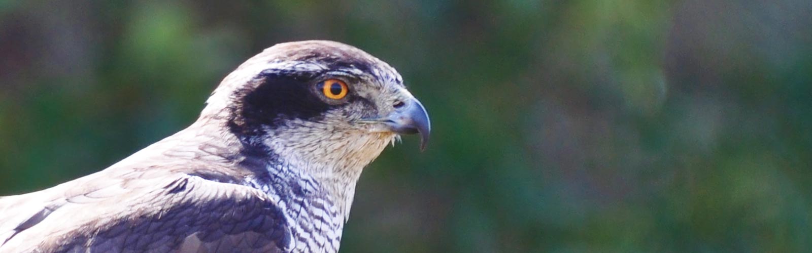 Habicht &copy; Clive Hollin/Unsplash.com, Symbolbild