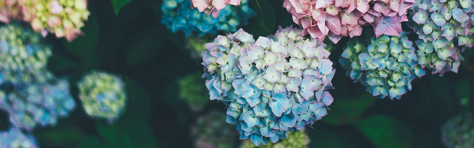 Hortensien &copy: Annie Spratt/Unsplash.com