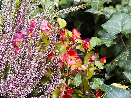 Grabpflege Beispiel &copy: Heike Wächter, Symbolbild