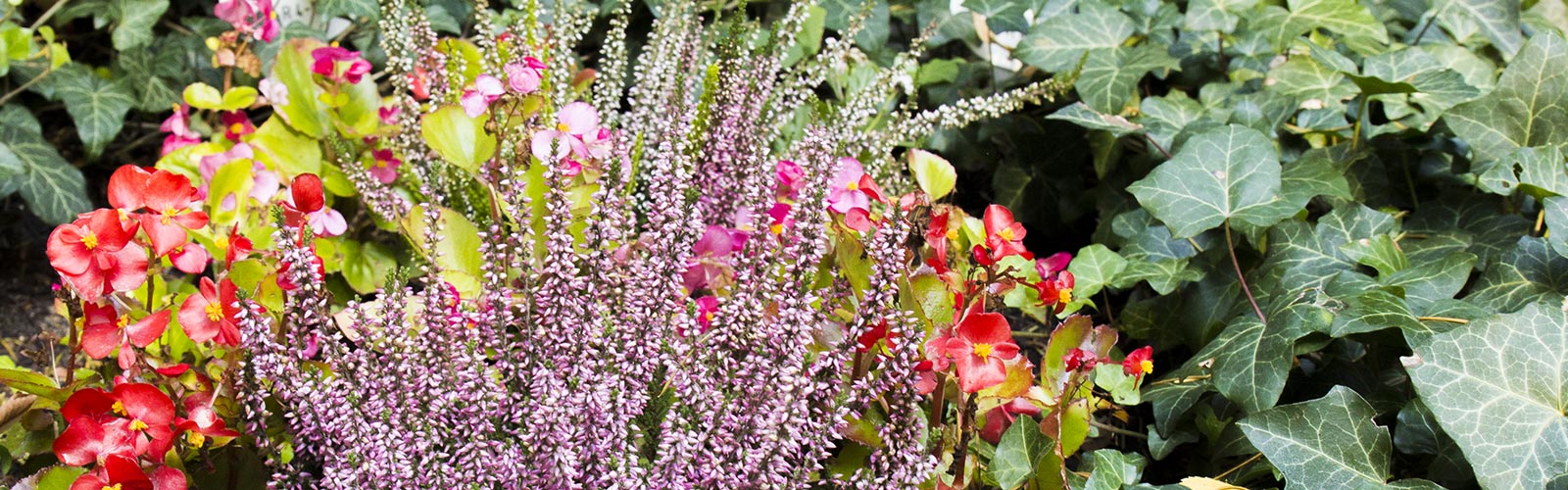 Grabpflege Beispiel &copy: Heike Wächter, Symbolbild