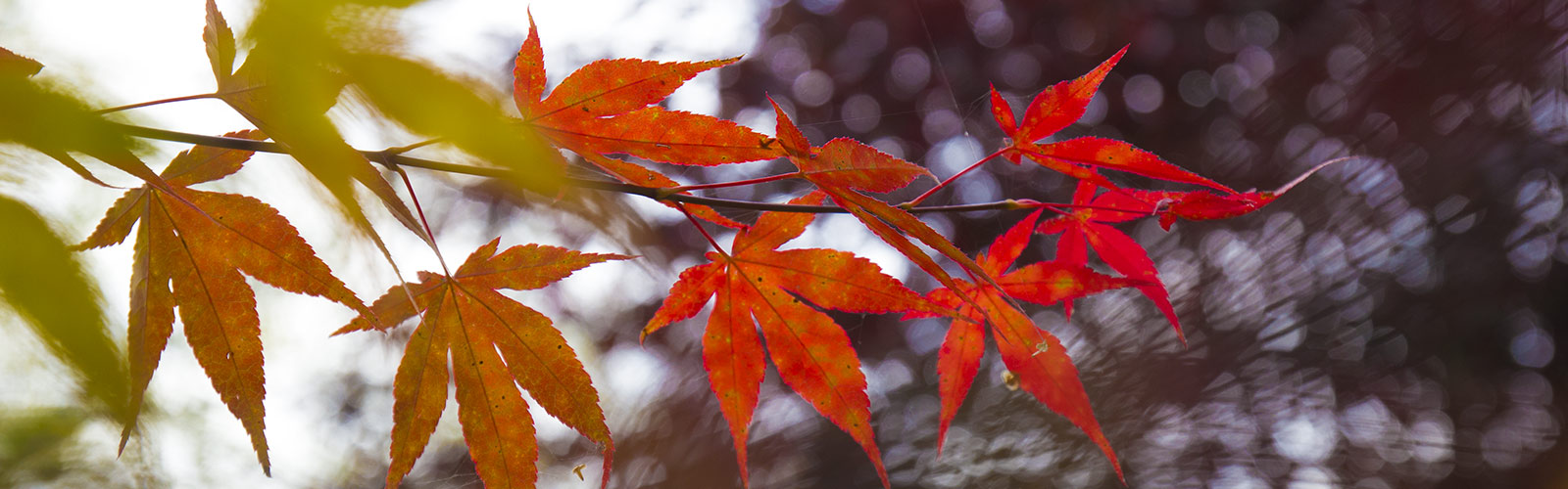 Rote Herbstblätter &copy; H. Wächter