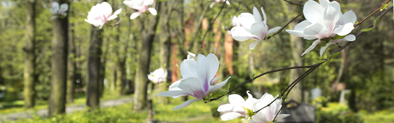 Frühlingsbild: blühende Magnolien &copy; H. Wächter