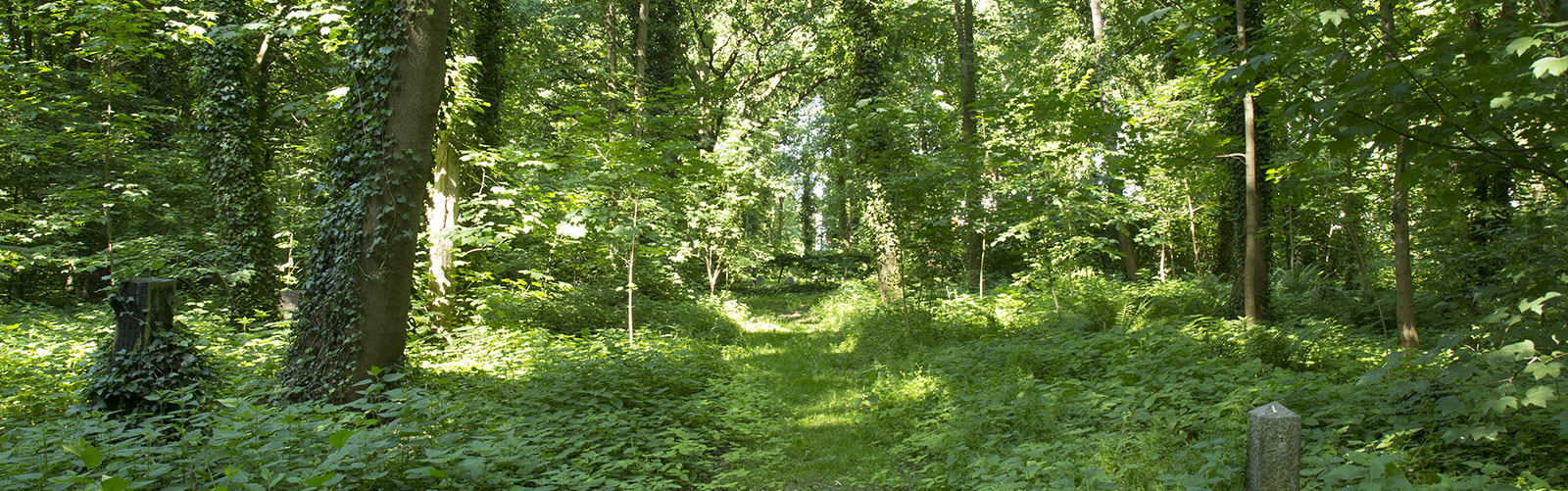 Waldweg zwischen großen alten Bäumen &copy; H. Wächter