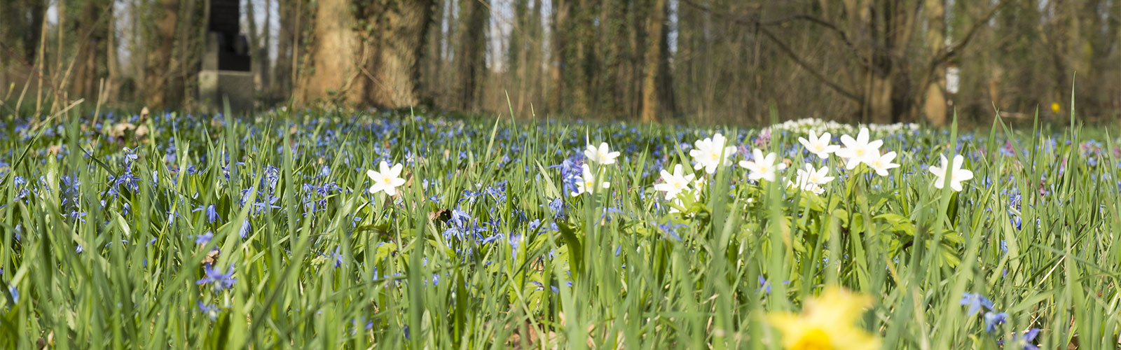 Blütenwiese im zeitigen Frühjahr &copy; H. Wächter